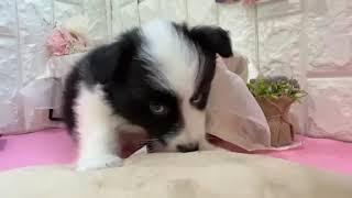 ボーダーコリーの動画01