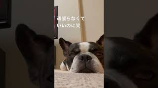 眠気と戦うワンコ #フレンチブルドッグ #frenchie #フレブル #vlog #shorts 　　　　　　　　　　　 "A dog fighting sleepiness"