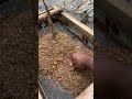 Huge Sapphire Discovered In Sri Lanka S Riverbed Ceylon Gem Mining
