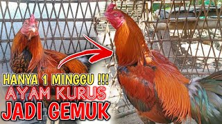 Download lagu Cara mengobati ayam kurus agar gemuk lagi mp3