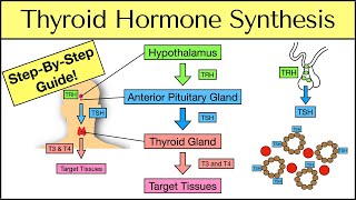 Thyroid Hormone Synthesis: Step-By-Step Pathway [Physiology Explained]