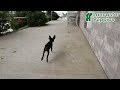 Miniature Pinscher dogs for sale: Trent - Video 1