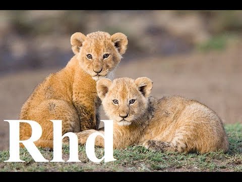 Lion's pride Here,  (Part 3 ) Nature 2018 HD  Documentary.