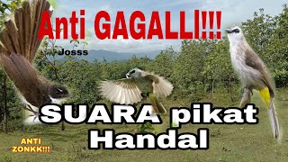 Download lagu Suara pikat burung TRUCUKAN Ribut kombinasi sikatan Jawa ribut mp3