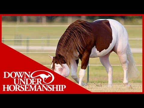 Clinton Anderson Presents: Titan a Legend in the Making, Lesson 4, Part 4 - Downunder Horsemanship