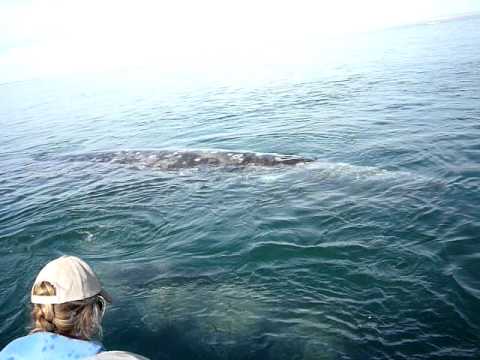Whale calf being friendly