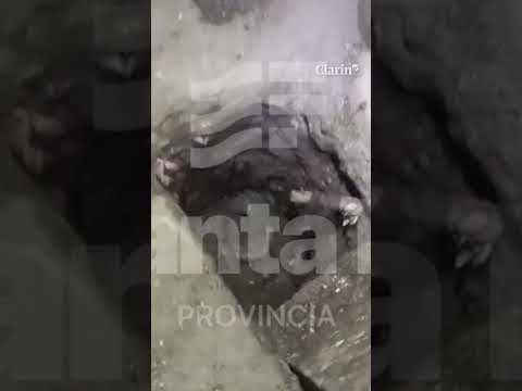 Cavaron un túnel junto a un inodoro dentro una cárcel de máxima seguridad en Santa Fe