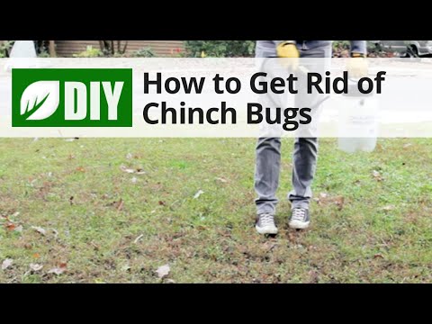  How to Get Rid of Chinch Bugs  Video 