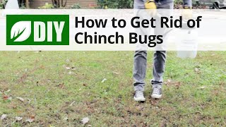 Chinch Bug Control | DoMyOwn.com
