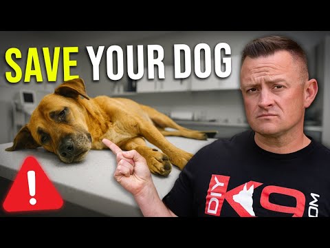 Understanding Bloat in Dogs: Causes, Warning Signs & How to Prevent It!