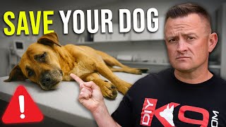Understanding Bloat in Dogs: Causes, Warning Signs & How to Prevent It!