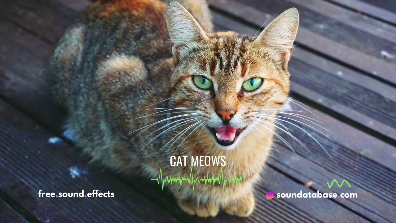 Cat Meows Sound Effects (royalty-free) - link to free download in description ⬇️