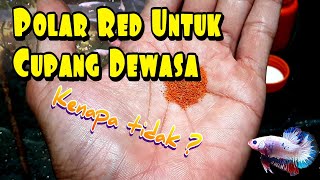 Download lagu Artemia Polar Red For Adult Betta Fish mp3 Download lagu Artemia Polar Red For Adult Betta Fish mp3