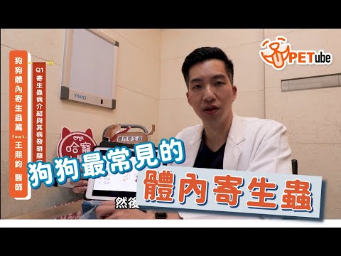 狗狗大便有白色的蟲