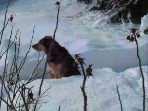 JE REVIENS CHEZ-NOUS. JEAN-PIERRE FERLAND + LYRICS.