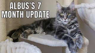 Maine Coon Albus's 7 Month Old Update