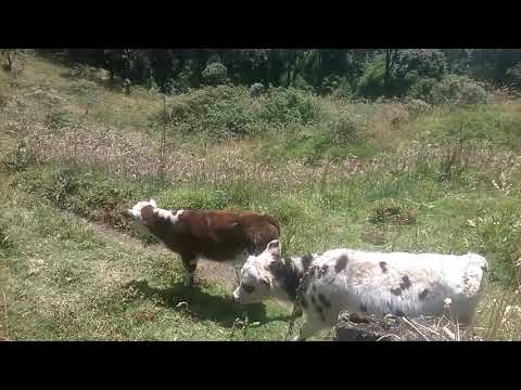 Normando Colombiano Terneros Destetos