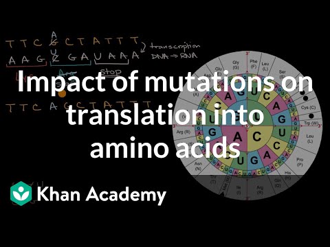 Impact of mutations on translation into amino acids | High school biology | Khan Academy
