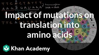 Impact of mutations on translation into amino acids | High school biology | Khan Academy
