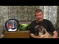 НОВЫЕ РЫБКИ В АКВАРИУМЕ - выбор адаптация карантин