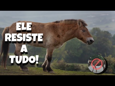 ESSE É O ÚNICO CAVALO SELVAGEM QUE EXISTE