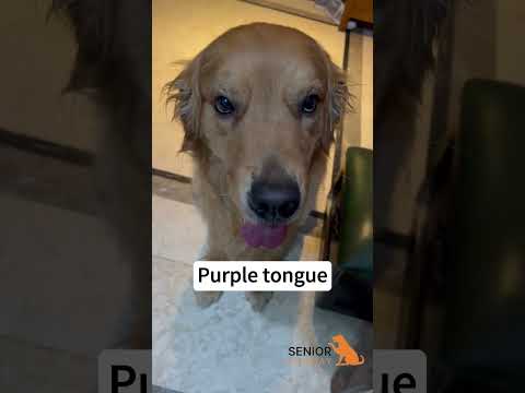 A dog with heart disease.  #seniordog #dog #seniorbudday #dogs #doghealth #dogoftheday #dogcare #old