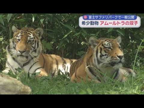 YouTube Video 野生の生息数はわずか５００頭の希少動物　「アムールトラの双子」が公開　静岡・裾野市の富士サファリパーク