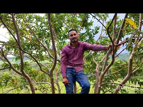 How to prune guava crops to optimize their production 🌿.