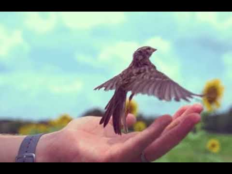 Incredible Bird Taking Off at 20,000 fps