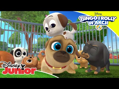 🐾 Szczeniaczkowe problemy | Bingo i Rolly w akcji | Disney Junior Polska