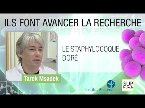 comment traiter staphylocoque doré