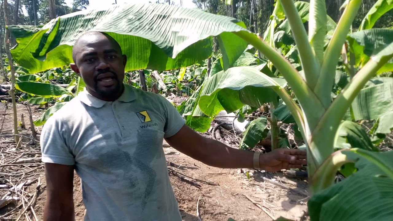 L'une des étapes clés pour réussir à produire de très gros régimes de banane plantain