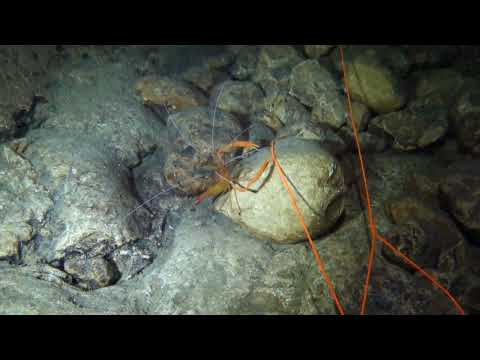 Stenopus spinosus