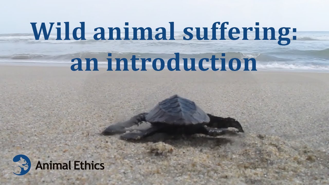 Wild animal suffering: an introduction