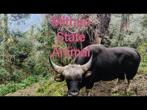 Mithun State Animal at North East Nagaland #mithun#state#animal