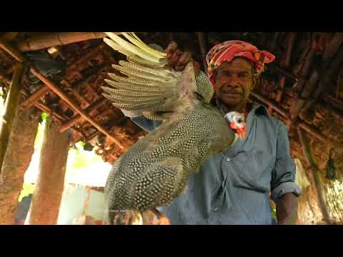 Guinea Fowls Bird Curry | tribal village style house pet titri bird catching and cooking eating