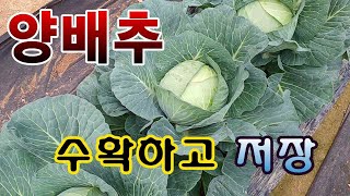 [텃밭농부.872]  가을 양배추 수확하고 저장 #양배추재배