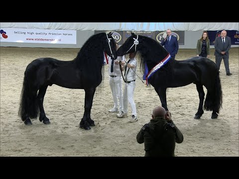 Jehannes 484 kampioen oudere hengsten