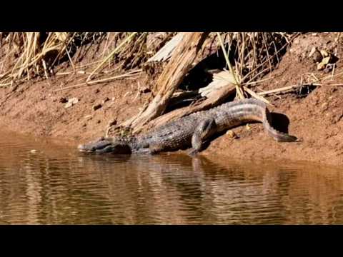 Descubren a un yacaré en el Parque Cincuentenario de San Francisco