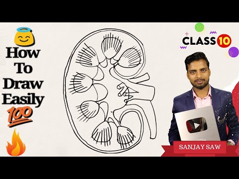 How to draw Kidney step by step for beginners! Video