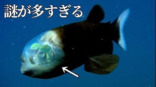 【謎すぎる...】変わった深海生物をまとめてみた。