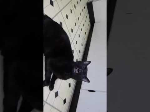 Talking Kitty cat 43 - Random Kitten (CLEAN)