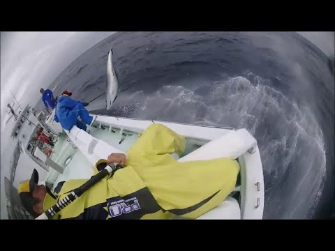 Amazing Giant Longline Bluefin Tuna Fishing in the Japan Sea! The best Fishermen