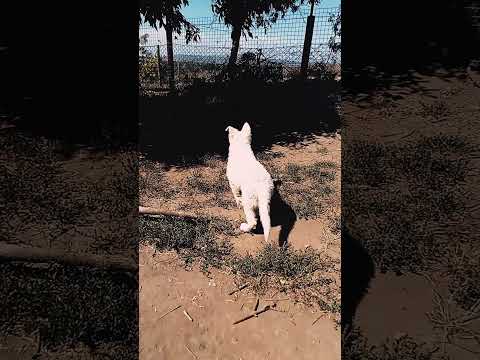 Berger Blanc Suisse Welpe kaufen