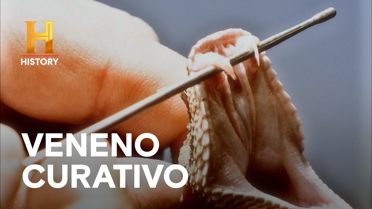SANGUIJUELAS Y VENENO: MEDICINA DE HACE 3000 AÑOS 🐍🏺 - INVENTOS DE LA ANTIGÜEDAD