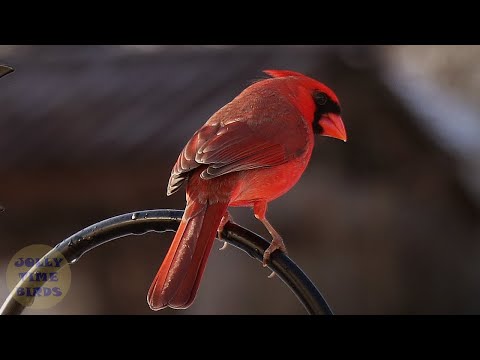 Beautiful Cardinal | Bird Feeder Cam |Jolly Time Birds