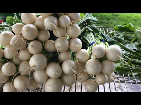 download lagu mp3 mp4 White Salad Turnips, download lagu White Salad Turnips gratis, unduh video klip White Salad Turnips