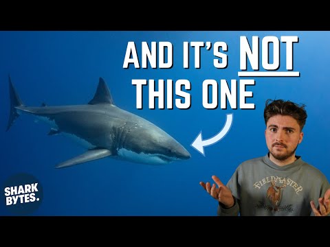 Scientist Explains Which Shark Is The MOST Dangerous!