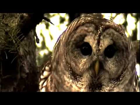 Caronte - Navajo calling