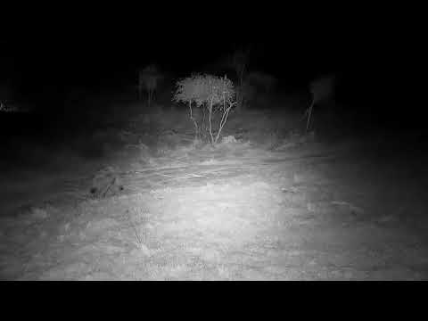 Djuma: Lone Hyena drinks at pan then walks up the road - 23:43 - 07/17/21